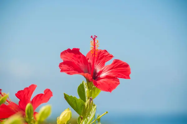 Güzel kırmızı hibiscus Bahçe