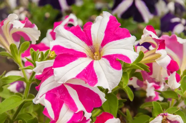 stock image Beautiful petunias in a garden