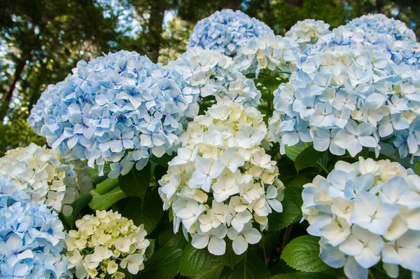 Ortancalar Azores Adaları 'nın tipik çiçekleridir.