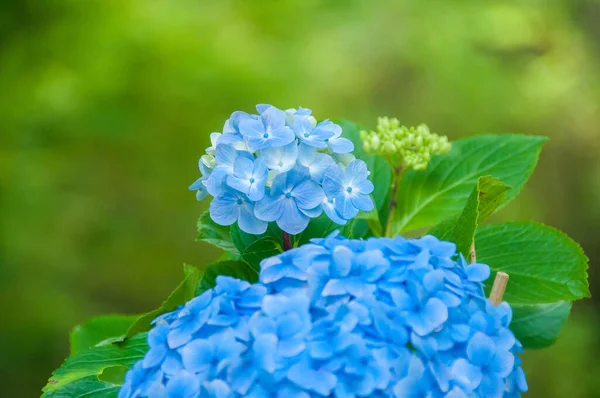 Ortancalar Azores Adaları 'nın tipik çiçekleridir.
