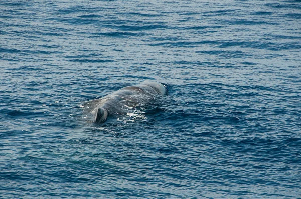 Obserwowanie Wielorybów Oceanie Atlantyckim — Zdjęcie stockowe