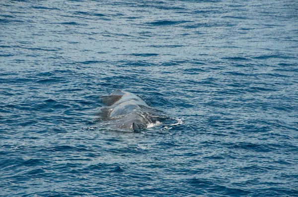 Observação Baleias Oceano Atlântico — Fotografia de Stock