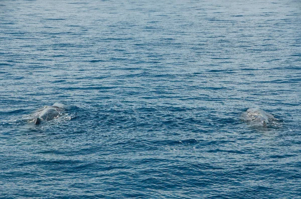 Avistamiento Ballenas Océano Atlántico — Foto de Stock