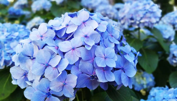 Hortensior Typiska Blommorna Azorerna — Stockfoto