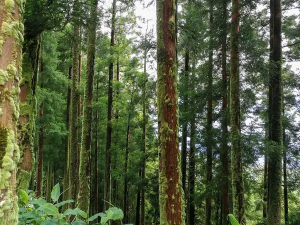 Portekiz 'deki Azores takımadasındaki So Miguel adasının tipik manzarası.