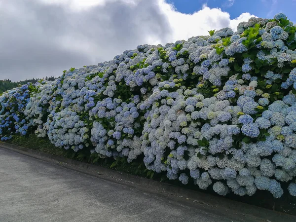 Гидранжей Являются Типичными Цветами Азорских Островов — стоковое фото