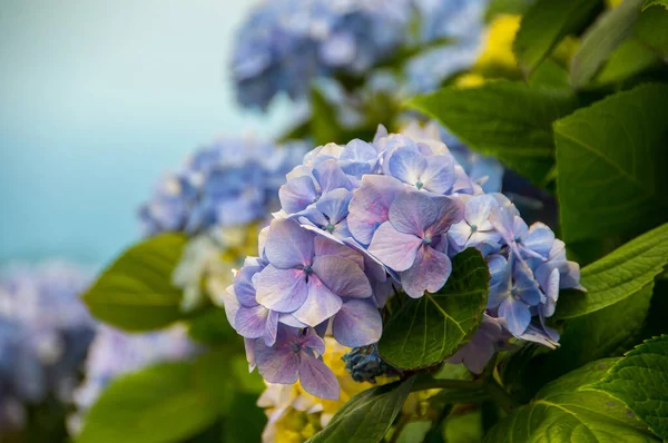 Ortancalar Azores Adaları 'nın tipik çiçekleridir.
