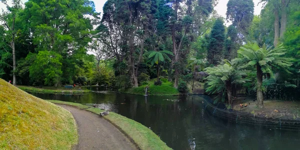 Azores Deki Terra Nostra Parkı Büyük Bir Botanik Bahçesidir Çok — Stok fotoğraf