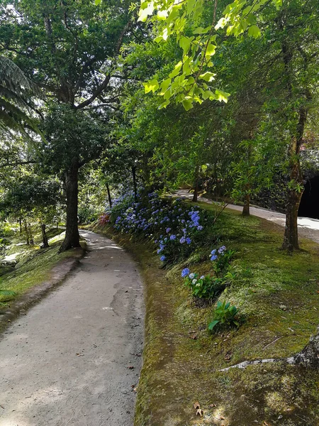 Terra Nostra Park Azorerna Stor Botanisk Trädgård Med Enorm Variation — Stockfoto
