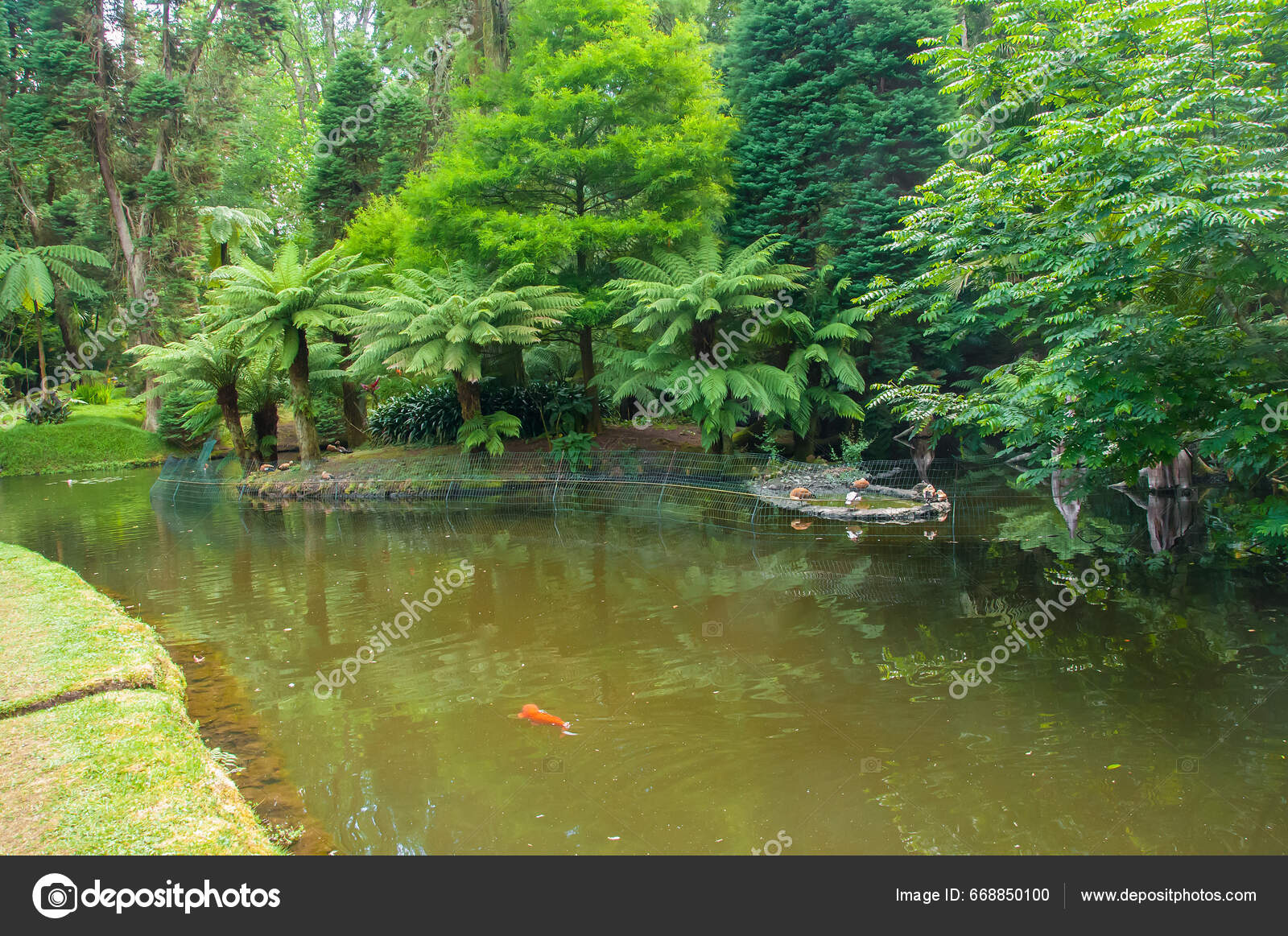 Terra Nostra Park Azores Large Botanical Garden Huge Variety Plants