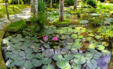 Azores 'deki Terra Nostra Parkı büyük bir botanik bahçesidir. Çok çeşitli bitki ve ağaçlar, göller, dereler ve volkanik kaynaklı bir havuz vardır..