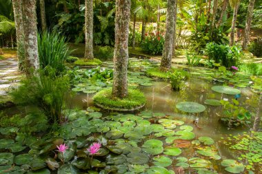 Azores 'deki Terra Nostra Parkı büyük bir botanik bahçesidir. Çok çeşitli bitki ve ağaçlar, göller, dereler ve volkanik kaynaklı bir havuz vardır..