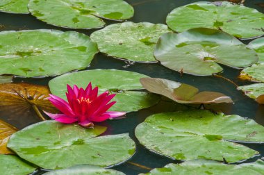 Azores 'deki Terra Nostra Parkı büyük bir botanik bahçesidir. Çok çeşitli bitki ve ağaçlar, göller, dereler ve volkanik kaynaklı bir havuz vardır..