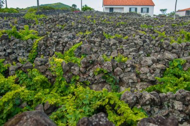 Pico Adası, Azores 'te geleneksel üzüm bağları. Üzüm bağları, 'üzüm bağı korrileri' denilen taş duvarların arasındadır..