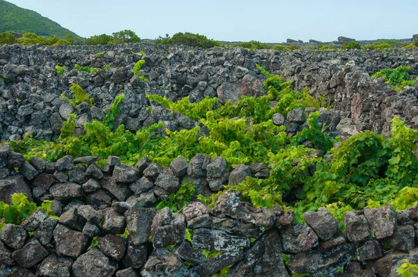 Hagyományos Szőlőültetvények Pico Island Azori Szigetek Szőlőskertek Kőfalak Között Vannak — Stock Fotó