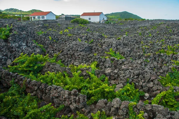 Tradiční Vinice Ostrově Pico Azory Vinice Jsou Mezi Kamennými Zdmi — Stock fotografie