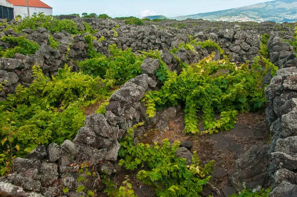Tradiční Vinice Ostrově Pico Azory Vinice Jsou Mezi Kamennými Zdmi — Stock fotografie