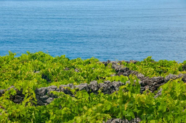 Traditional Vineyards Pico Island Azores Vineyards Stone Walls Called Vineyard — Stock Photo, Image