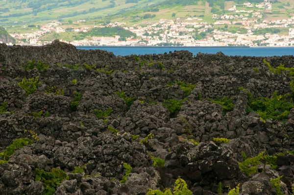 Hagyományos Szőlőültetvények Pico Island Azori Szigetek Szőlőskertek Között Kőfalak Úgynevezett — Stock Fotó
