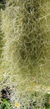 Birmingham Botanik Bahçeleri 'nin detayları.