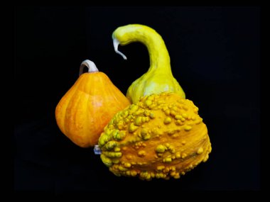 Farklı şekil ve renklerde dekoratif balkabakları