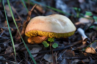 Doğal ortamlarındaki yabani mantarların ayrıntıları