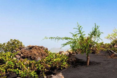La Palma adasındaki Cumbre Vieja volkanından katılaşmış volkanik lav akıntısı