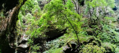 La Palma adasındaki Los Tilos Ormanı tarif edilemez güzellikte bir yer.