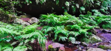 La Palma adasındaki Los Tilos Ormanı tarif edilemez güzellikte bir yer.