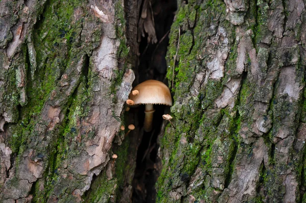 Detalhe Muito Pouco Cogumelos Selvagens Seu Ambiente Natural — Fotografia de Stock