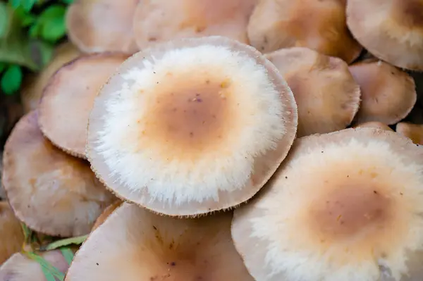 Detail Wild Mushrooms Natural Environment — Stock Photo, Image