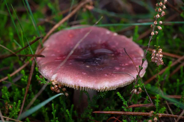 Detail Eines Wilden Pilzes Seiner Natürlichen Umgebung — Stockfoto