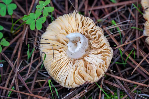Detail Eines Wilden Pilzes Seiner Natürlichen Umgebung — Stockfoto