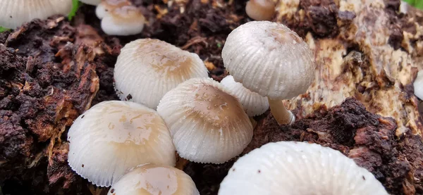 Detalhe Muito Pouco Cogumelos Selvagens Seu Ambiente Natural — Fotografia de Stock