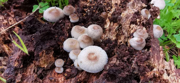 Detail Very Little Wild Mushrooms Natural Environment — Stock Photo, Image