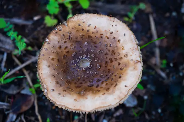 Detalhe Cogumelo Selvagem Seu Ambiente Natural — Fotografia de Stock