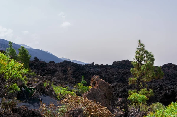 Solidifierad Vulkanisk Lavaström Från Vulkanen Cumbre Vieja Palma — Stockfoto