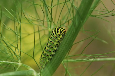 Şekerli meyvelerin renkli görüntüsü