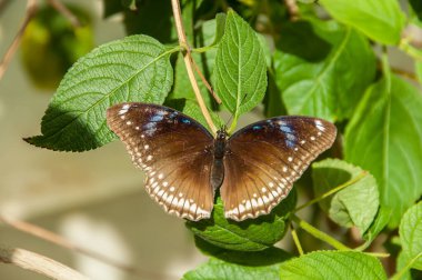 Renk ve desen bir kelebeğin güzelliği