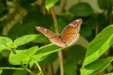 Renk ve desen bir kelebeğin güzelliği