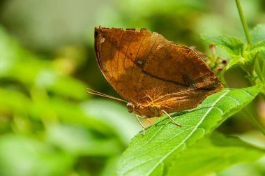 Bir beleza das core e padro de uma borboleta Kallima Inachus