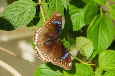Renk ve desen bir kelebeğin güzelliği