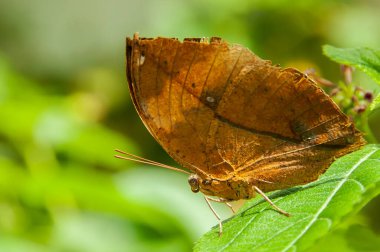 Bir beleza das core e padro de uma borboleta Kallima Inachus