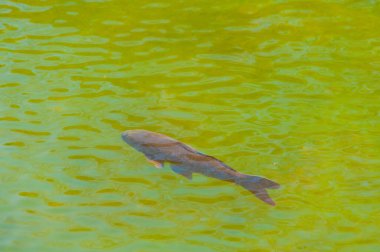 Çok berrak sularda büyük nehir balıkları