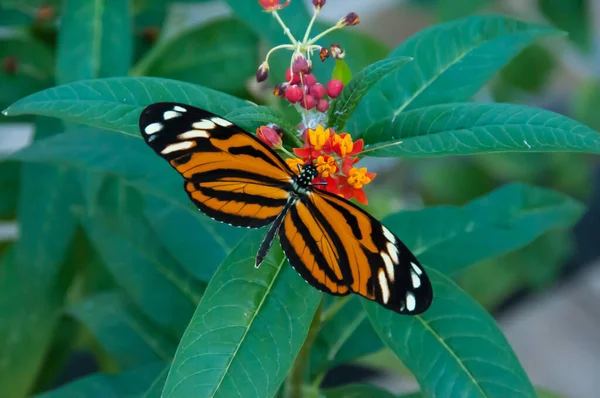 Bellezza Dei Colori Disegno Una Farfalla — Foto Stock