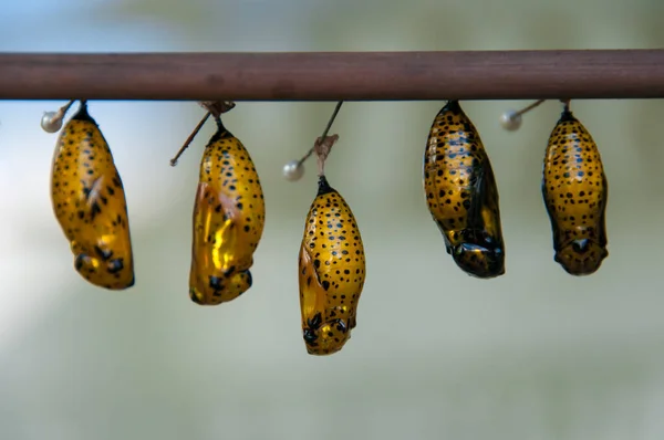 まだコクーンの中にいる蝶の保育園 — ストック写真