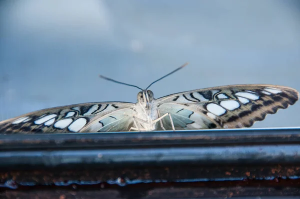 蝶のパターンと色の美しさ — ストック写真