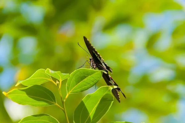 蝶のパターンと色の美しさ — ストック写真