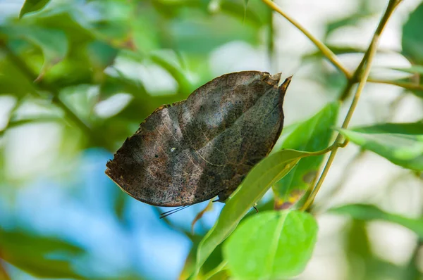 Krása Barev Vzor Motýla Kallima Inachus — Stock fotografie