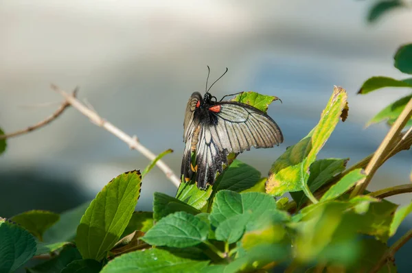 Красота Цветов Шаблон Бабочка — стоковое фото